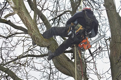Tree Pruning Winchester