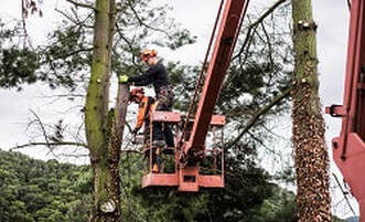 Tree Surgery Winchester