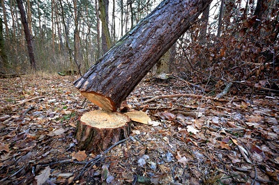 Tree felling Winchester